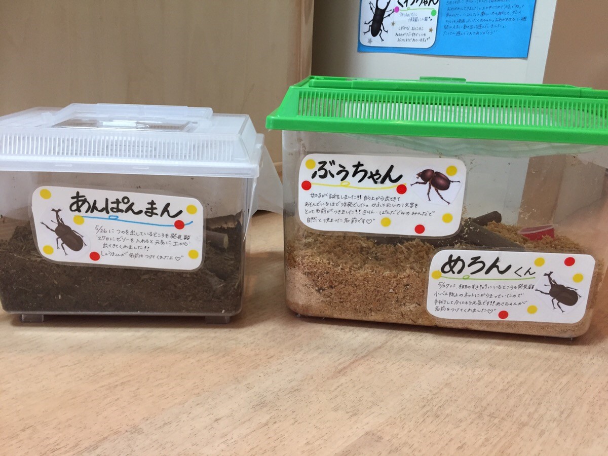 カブトムシに名前をつけました